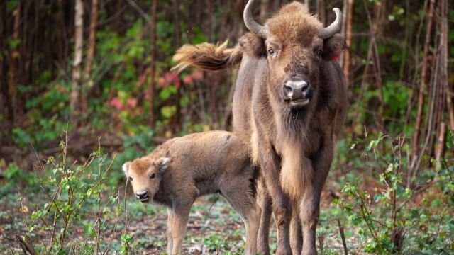 The Transformative Journey of Wild Bison in Canterbury's Wilder Blean Project