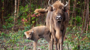 The Transformative Journey of Wild Bison in Canterbury's Wilder Blean Project
