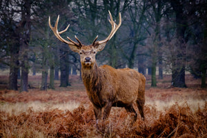The Enchanting Deer of the UK: A Journey Through the Wild
