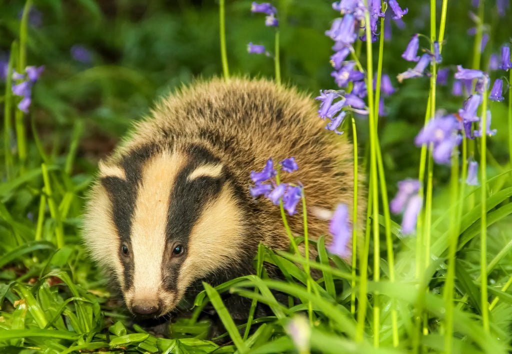 Spring Wildlife Awakening: Discover Nature's Rebirth with Countrylook