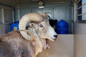 Montana Rancher's Bold Quest to Breed Giant Sheep for Captive Hunts Ends in Legal Battle