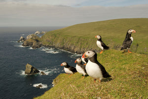 Explore the Shetland Islands: Puffin Watching and Viking Heritage Adventures