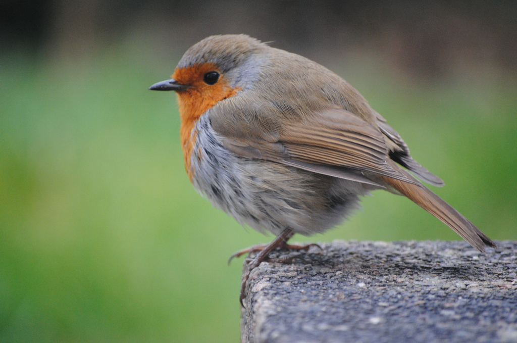 The Enchanting World of Robins in the UK