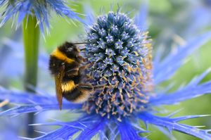 Buzzing Gardens: The Ultimate Guide to Attracting Honey Bees in the UK