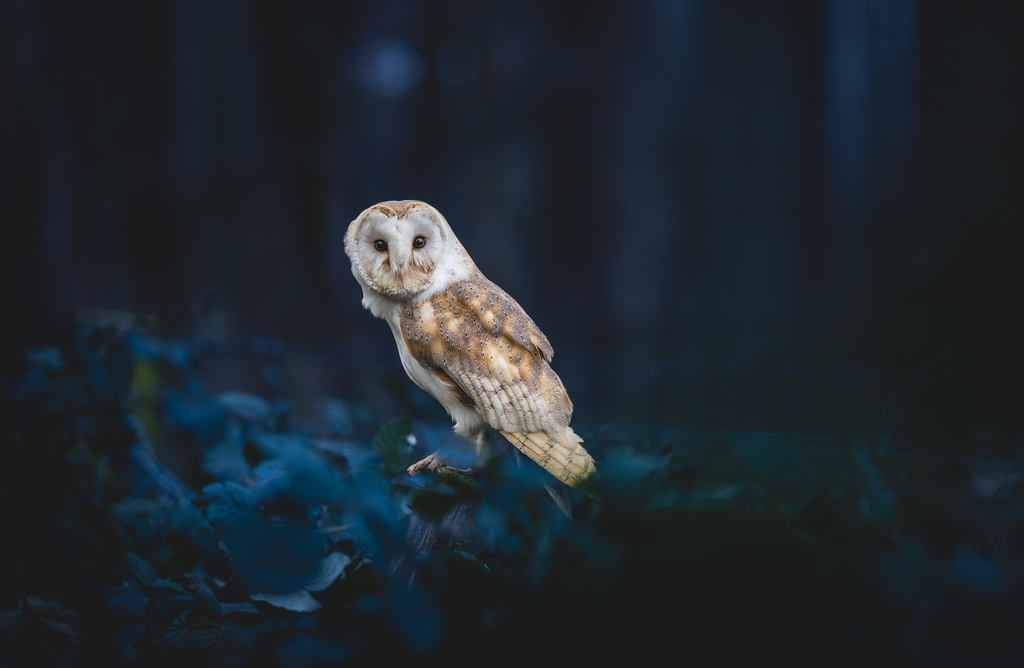 Securing the Night: Ensuring a Bright Future for the UK's Nocturnal Wildlife