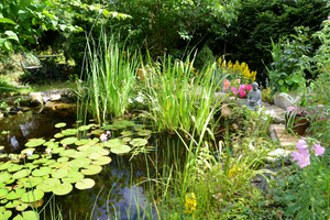 Building a Wildlife-Friendly Pond in Your Garden