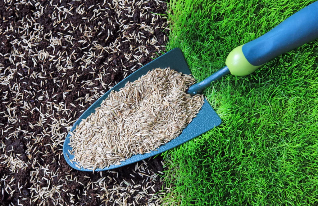 The Art of Sowing Grass Seeds: A Countrylook Guide to a Lush Garden