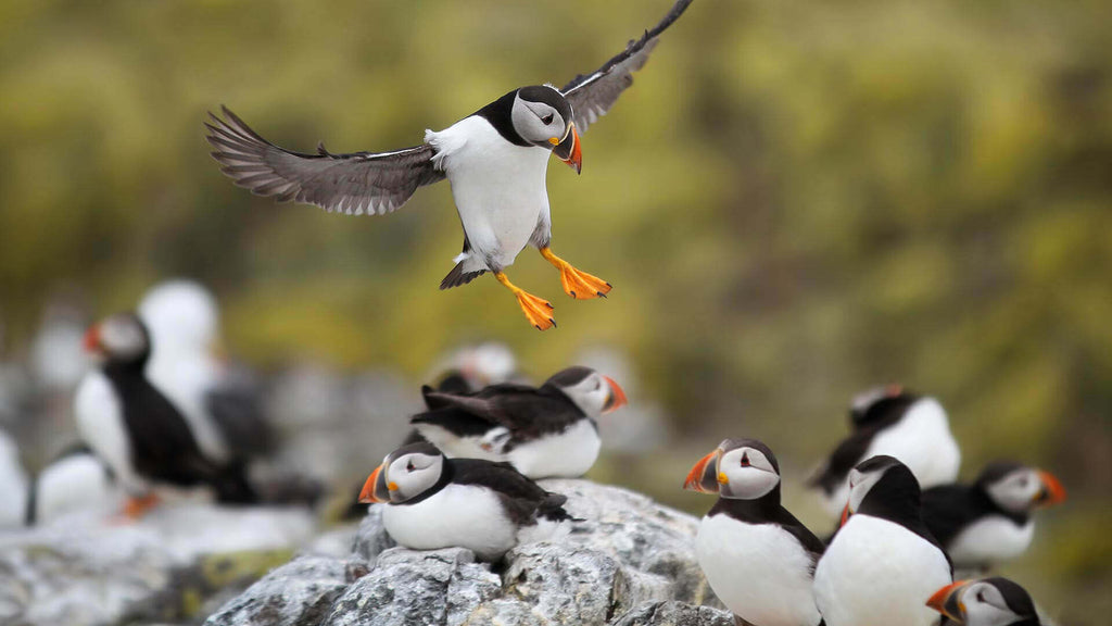 Top 10 Best Places to See Wildlife in the UK: Ultimate Guide 2024
